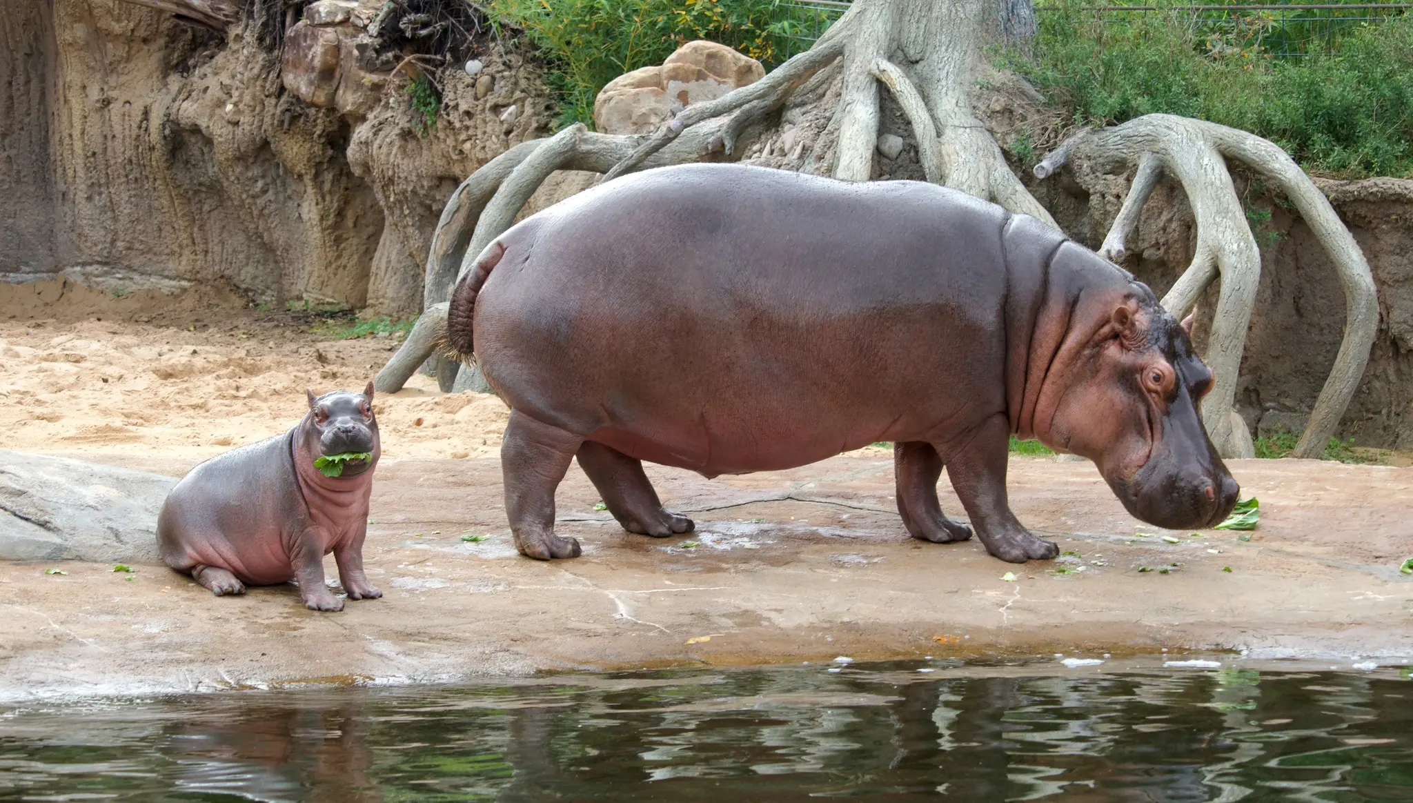 Dallas Zoo Visit