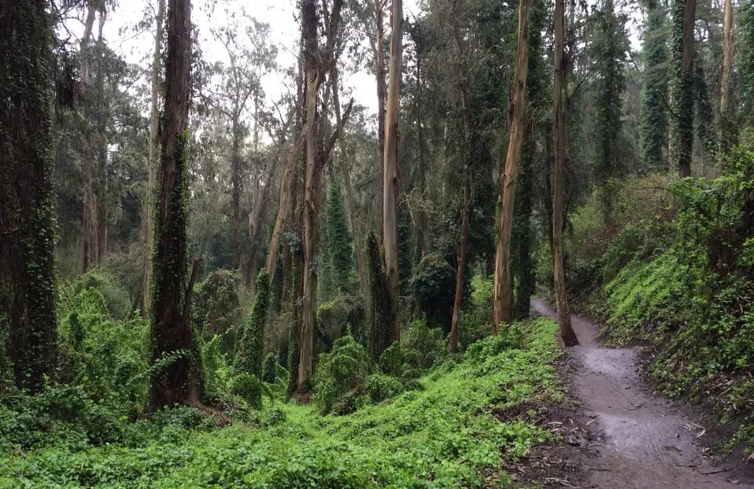 Mt. Sutro Forest Hike